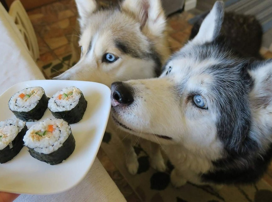 Gone to the Snow Dogs